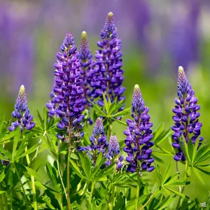 Bluebonnet